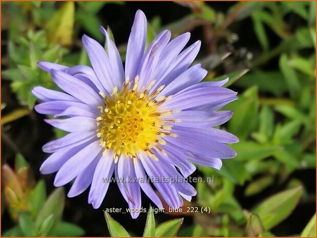 Aster 'Wood's Light Blue' | Aster | Aster | Aster