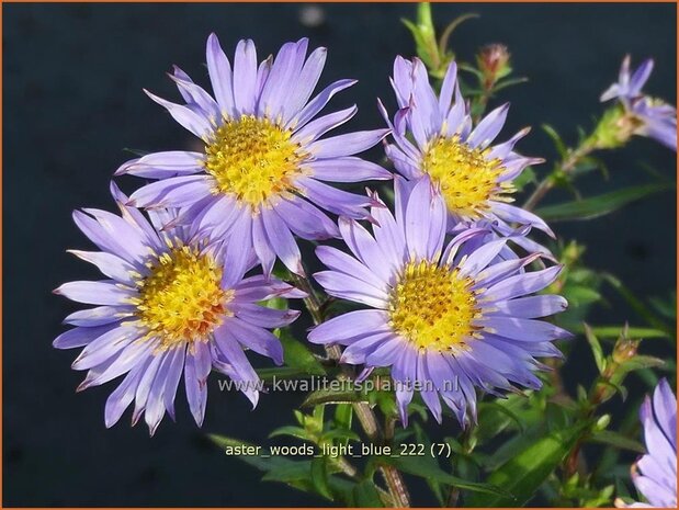 Aster 'Wood's Light Blue' | Aster | Aster | Aster