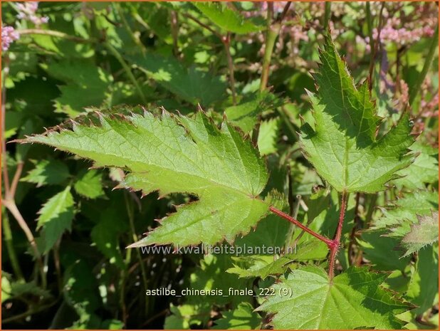 Astilbe chinensis 'Finale' | Pluimspirea, Spirea | Chinesische Prachtspiere | Chinese Astilbe