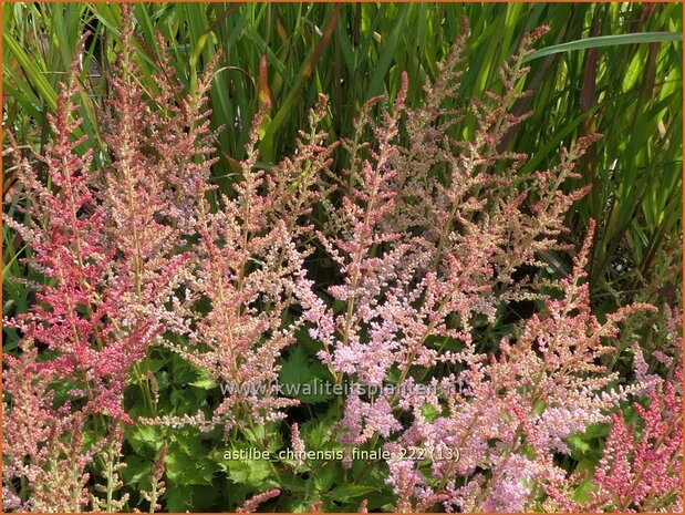 Astilbe chinensis 'Finale' | Pluimspirea, Spirea | Chinesische Prachtspiere | Chinese Astilbe