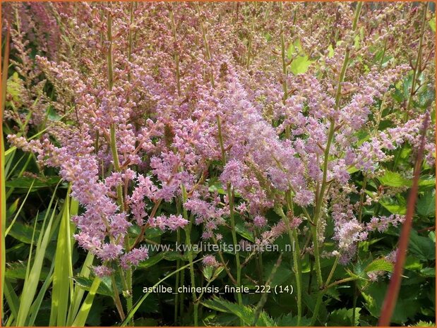 Astilbe chinensis 'Finale' | Pluimspirea, Spirea | Chinesische Prachtspiere | Chinese Astilbe