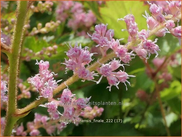 Astilbe chinensis 'Finale' | Pluimspirea, Spirea | Chinesische Prachtspiere | Chinese Astilbe