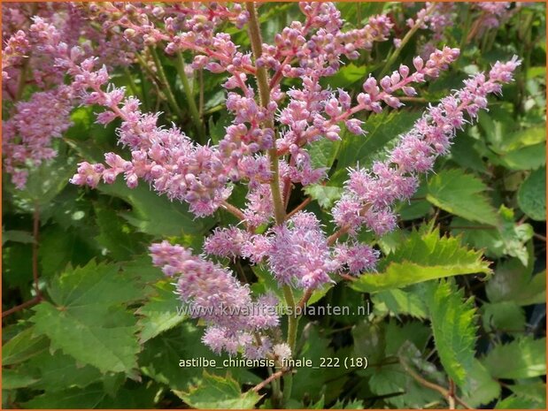 Astilbe chinensis 'Finale' | Pluimspirea, Spirea | Chinesische Prachtspiere | Chinese Astilbe