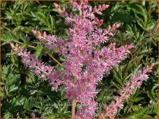 Astilbe 'Henny Graafland' | Pluimspirea, Spirea | Prachtspiere | Astilbe