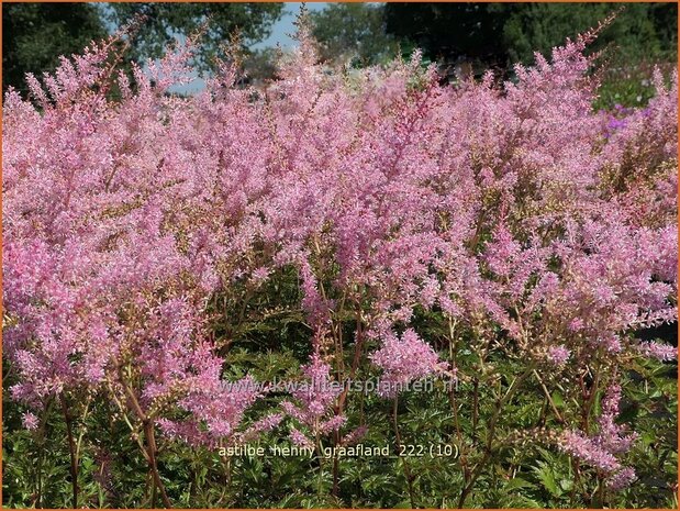 Astilbe 'Henny Graafland' | Pluimspirea, Spirea | Prachtspiere | Astilbe
