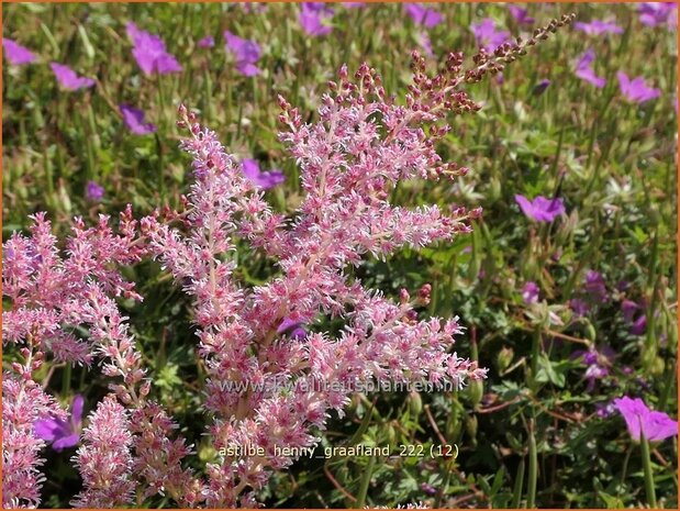 Astilbe 'Henny Graafland' | Pluimspirea, Spirea | Prachtspiere | Astilbe