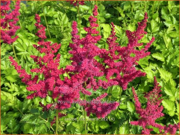 Astilbe 'Hot Pearls' | Pluimspirea, Spirea | Prachtspiere | Astilbe