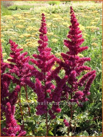 Astilbe 'Vision Vulcano' | Pluimspirea, Spirea | Prachtspiere | Astilbe