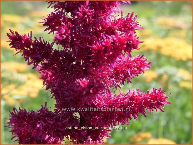 Astilbe 'Vision Vulcano' | Pluimspirea, Spirea | Prachtspiere | Astilbe