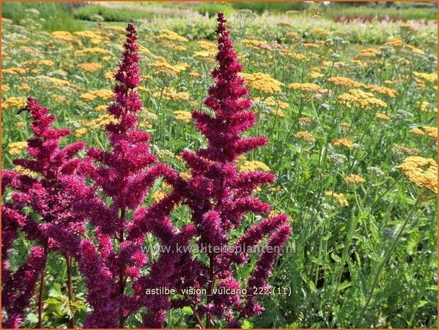 Astilbe 'Vision Vulcano' | Pluimspirea, Spirea | Prachtspiere | Astilbe