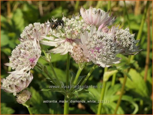 Astrantia major 'Diamonds White' | Zeeuws knoopje, Groot sterrenscherm | Große Sterndolde | Greater Masterwort