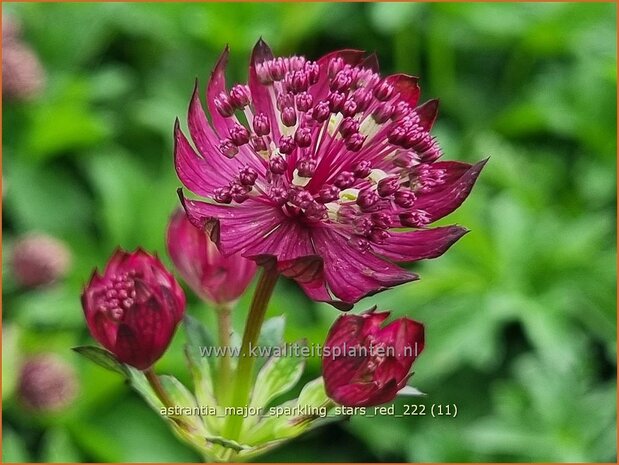 Astrantia major 'Sparkling Stars Red' | Zeeuws knoopje, Groot sterrenscherm | Große Sterndolde | Greater M
