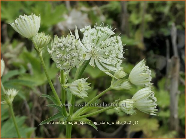 Astrantia major 'Sparkling Stars White' | Zeeuws knoopje, Groot sterrenscherm | Große Sterndolde | Greater Masterwor