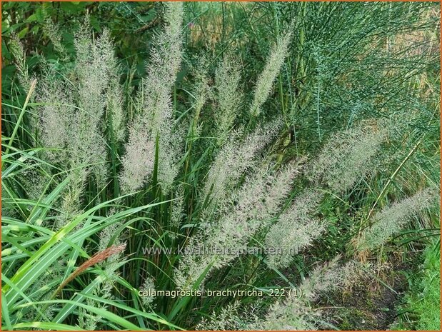 Calamagrostis brachytricha | Diamantgras, Struisriet | Diamant-Reitgras | Diamond Grass