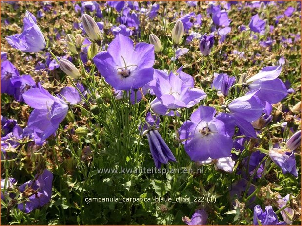 Campanula carpatica 'Blaue Clips' | Karpatenklokje, Klokjesbloem | Karpaten-Glockenblume | Carpathian Bellflower