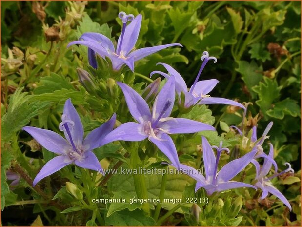Campanula garganica 'Major' | Garganoklokje, Klokjesbloem | Polster-Glockenblume | Adriatic Bellflower