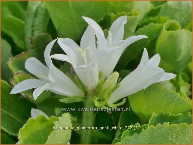 Campanula glomerata 'Genti White' | Kluwenklokje, Kopcampanula, Klokjesbloem | Knäuel-Glockenblume | Clustered Bellf