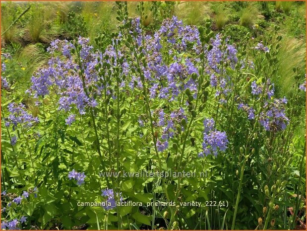 Campanula lactiflora 'Prichard's Variety' | Klokjesbloem | Dolden-Glockenblume | Milky Bellflower