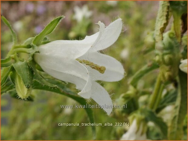 Campanula trachelium 'Alba' | Ruig klokje, Klokjesbloem | Nesselblättrige Glockenblume | Nettle-leaved Bellflower