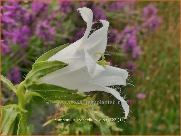 Campanula trachelium 'Alba' | Ruig klokje, Klokjesbloem | Nesselblättrige Glockenblume | Nettle-leaved Bellflower