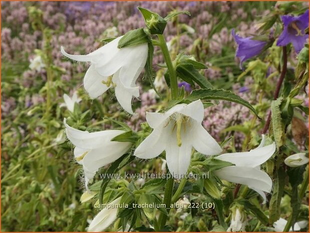 Campanula trachelium 'Alba' | Ruig klokje, Klokjesbloem | Nesselblättrige Glockenblume | Nettle-leaved Bellflower