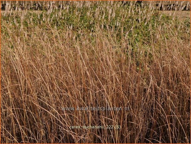 Carex buchananii | Rode zegge, Zegge | Buchanans braunrote Segge | Leatherleaf Sedge