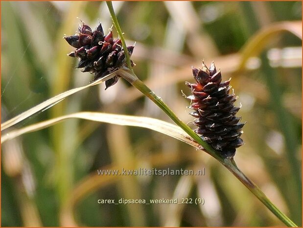 Carex dipsacea 'Weekend' | Zegge | Segge | Autumn Sedge