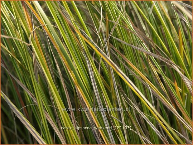 Carex dipsacea 'Weekend' | Zegge | Segge | Autumn Sedge