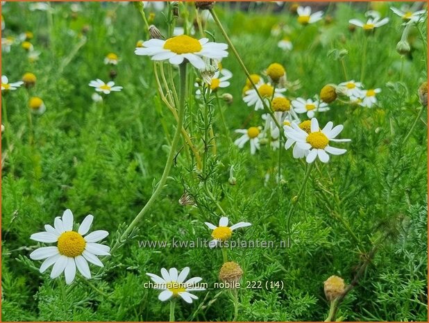 Chamaemelum nobile | Roomse kamille | Römische Kamille | Chamomile