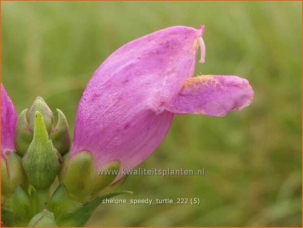 Chelone 'Speedy Turtle' | Schildpadbloem, Slangenkop | Schiefer Schlangenkopf | Red Turtlehead