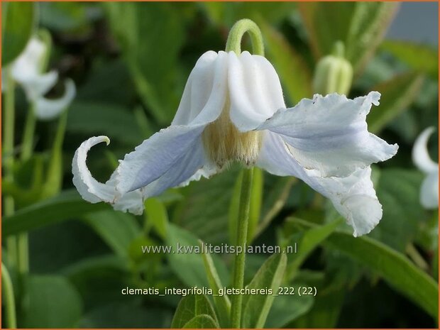 Clematis integrifolia 'Gletschereis' | Struikclematis, Bosrank, Clematis | Krautige Waldrebe | Blue Clematis