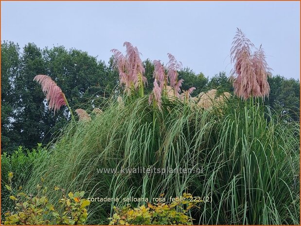 Cortaderia selloana 'Rosa Feder' | Pampasgras | Pampasgras | Pampas Grass