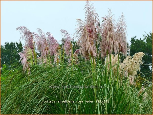 Cortaderia selloana 'Rosa Feder' | Pampasgras | Pampasgras | Pampas Grass