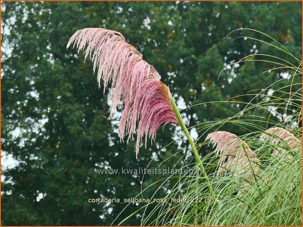 Cortaderia selloana 'Rosa Feder' | Pampasgras | Pampasgras | Pampas Grass