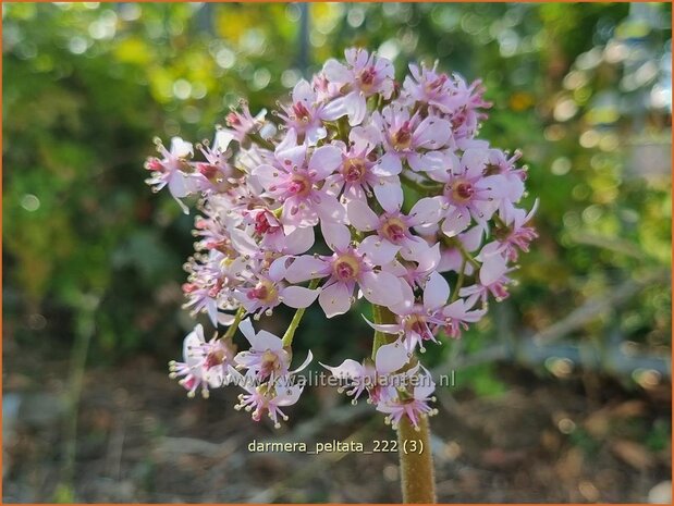 Darmera peltata | Schildblad, Voetblad | Schildblatt | Indian Rhubarb