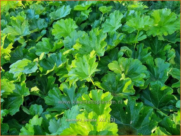 Darmera peltata | Schildblad, Voetblad | Schildblatt | Indian Rhubarb