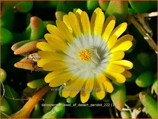 Delosperma 'Jewel of Desert Peridot' | IJsbloempje, IJsplant | Mittagsblume | Ice Plant