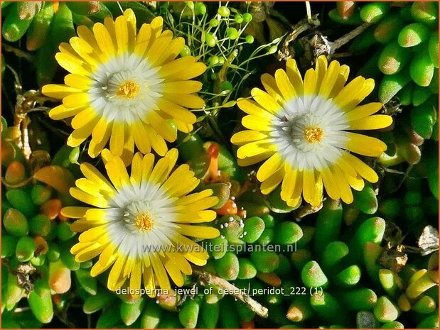 Delosperma 'Jewel of Desert Peridot' | IJsbloempje, IJsplant | Mittagsblume | Ice Plant