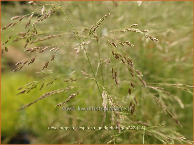 Deschampsia cespitosa 'Goldgehänge' | Ruwe smele, Smele | Waldschmiele | Tufted Hair Grass
