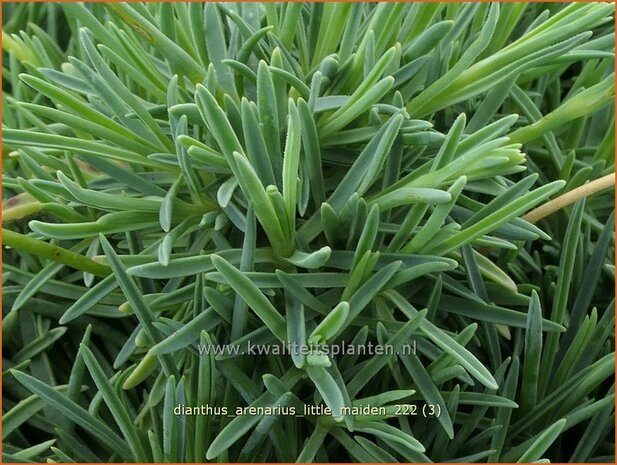 Dianthus arenarius 'Little Maiden' | Zandanjer, Anjer | Sand-Nelke | Sand Pink