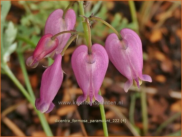 Dicentra formosa 'Paramount' | Gebroken hartje, Tranend hartje | Schöne Herzblume | Wild Bleeding Heart