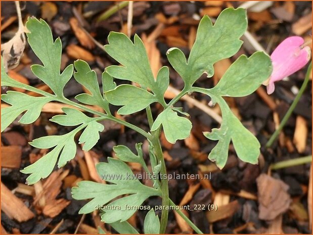Dicentra formosa 'Paramount' | Gebroken hartje, Tranend hartje | Schöne Herzblume | Wild Bleeding Heart
