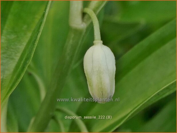 Disporum sessile | Elfenklokje | Feenglöckchen | Fairy Bells