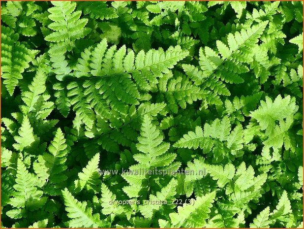 Dryopteris cristata | Kamvaren, Niervaren | Kammfarn | Crested Wood Fern