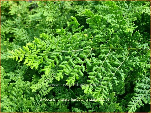 Dryopteris dilatata 'Lepidota Cristata' | Dwergstekelvaren, Stekelvaren | Großer Dornfarn | Broad Buckler Fern