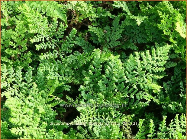 Dryopteris dilatata 'Lepidota Cristata' | Dwergstekelvaren, Stekelvaren | Großer Dornfarn | Broad Buckler Fern