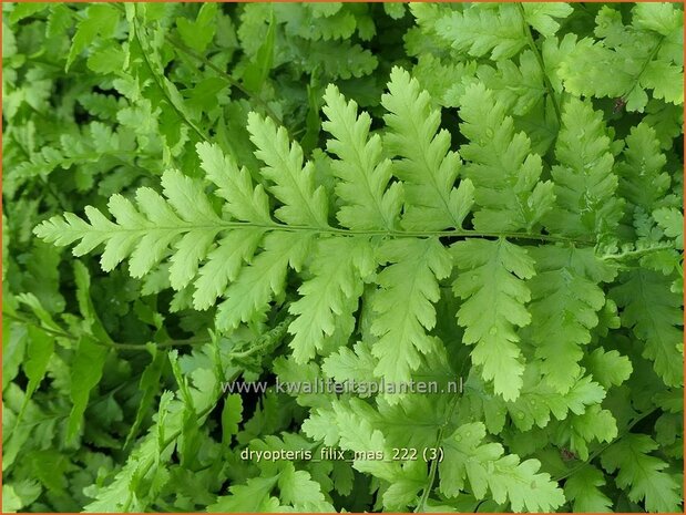 Dryopteris filix-mas | Mannetjesvaren, Niervaren | Gewöhnlicher Wurmfarm | Common Male Fern