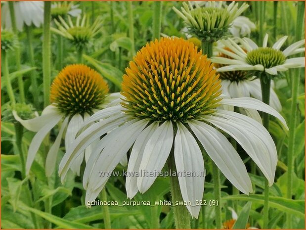 Vooruitgaan periscoop Onmiddellijk Rode zonnehoed - Echinacea purpurea 'White Swan' - Zonnehoed - kopen  bestellen - KwaliteitsPlanten.nl