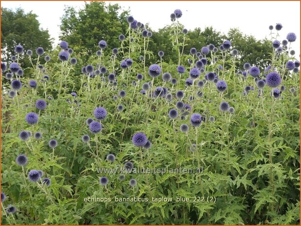 Echinops bannaticus 'Taplow Blue' | Kogeldistel | Banater Kugeldistel | Blue Globe Thistle