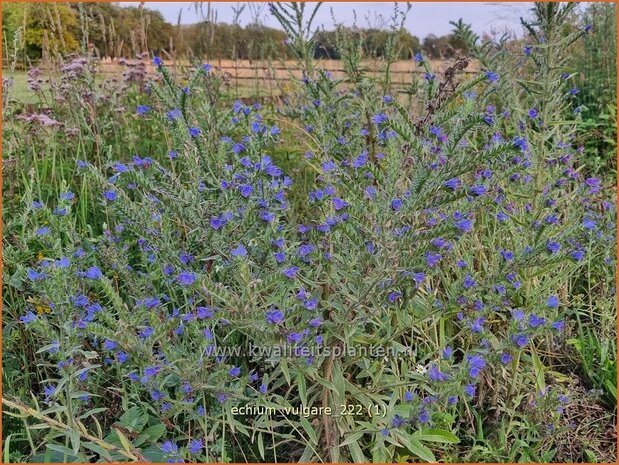 Echium vulgare | Slangenkruid | Gewöhnlicher Natternkopf | Viper's Bugloss